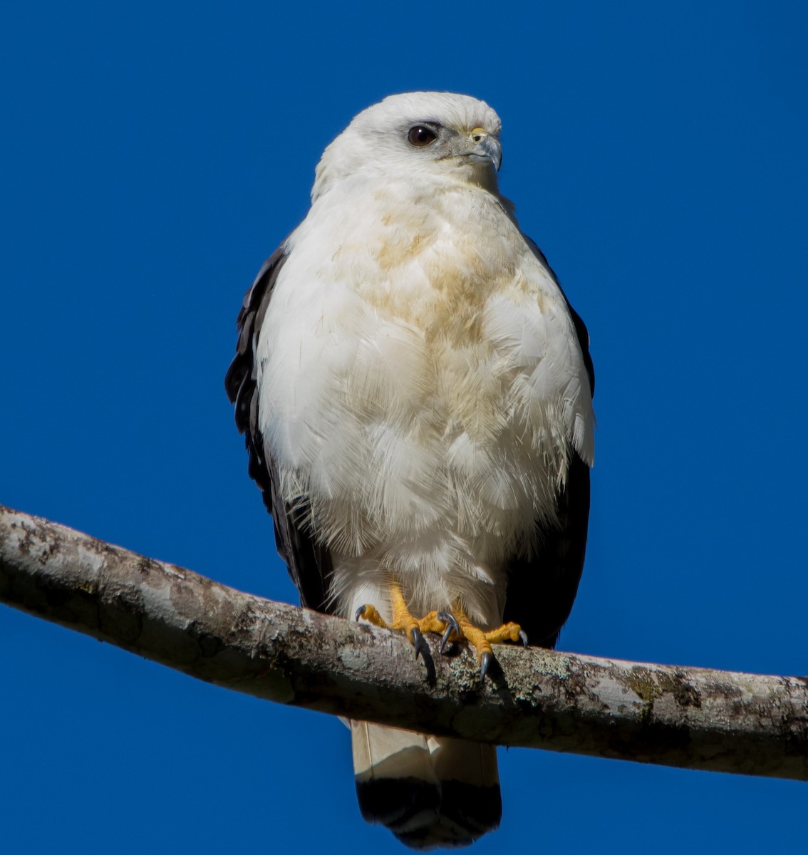 White-necked Hawk - ML616852791