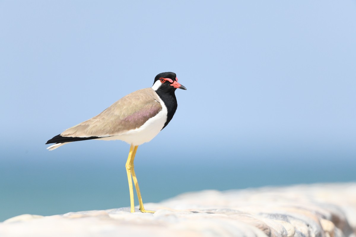Red-wattled Lapwing - Timéo Tâche