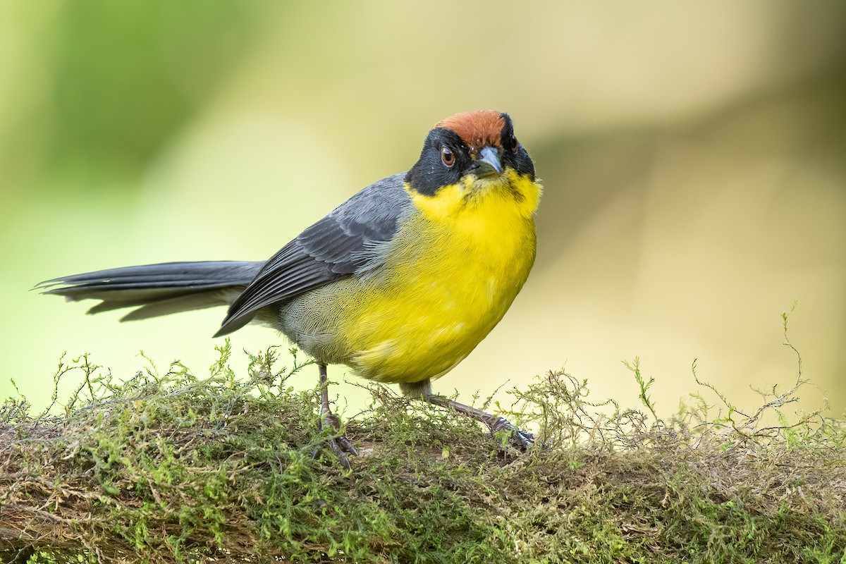 Yellow-breasted Brushfinch (Yellow-breasted) - ML616852802