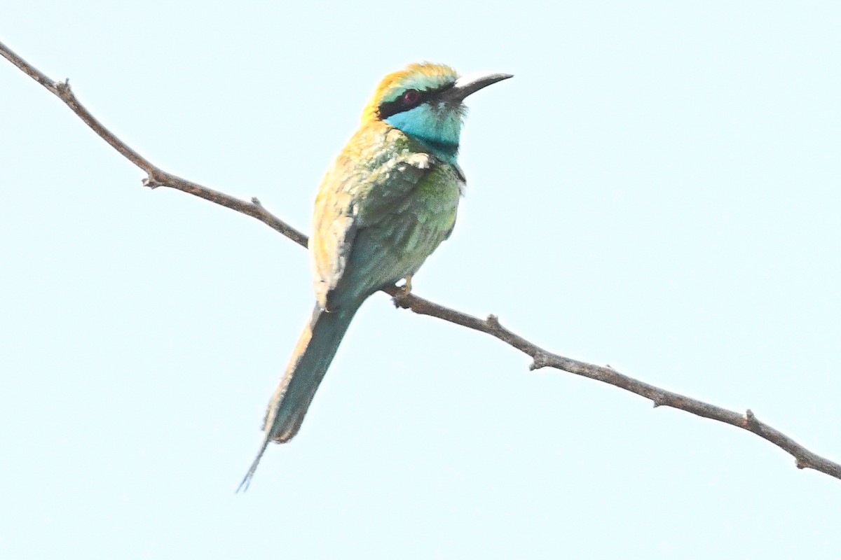 Arabian Green Bee-eater - Timéo Tâche