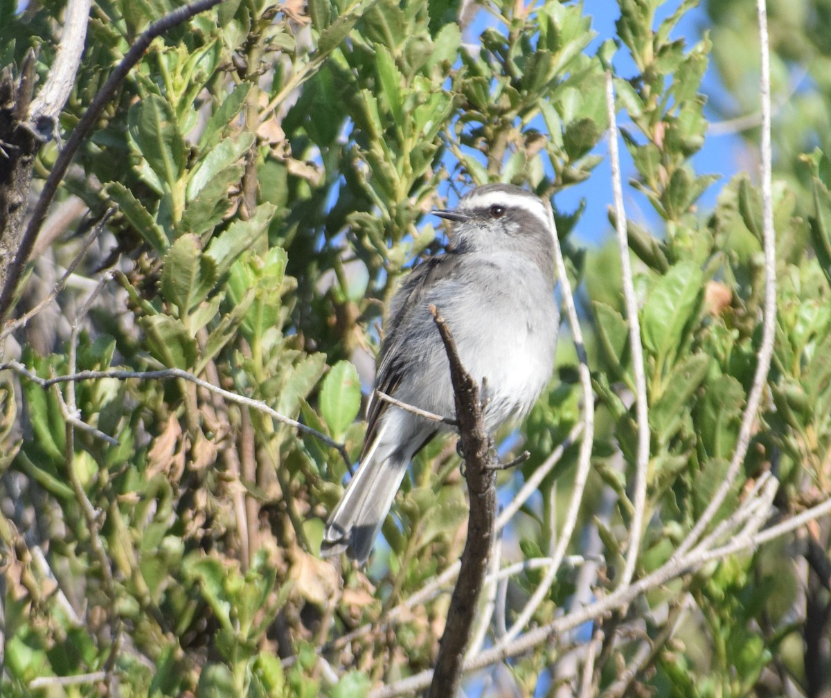 White-browed Chat-Tyrant - ML616852885