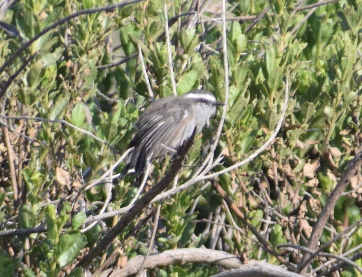 White-browed Chat-Tyrant - ML616852886