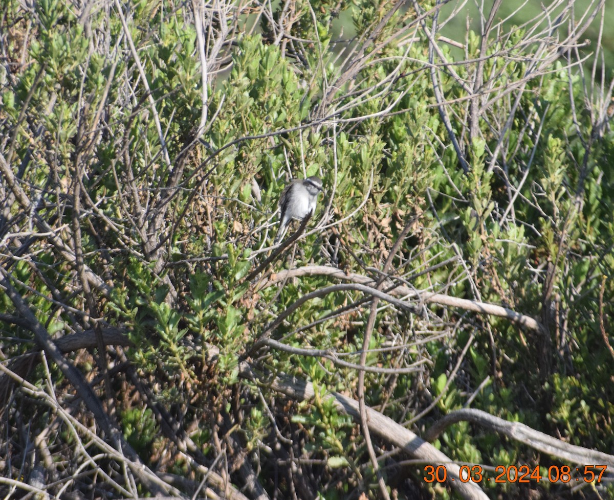 White-browed Chat-Tyrant - ML616852888