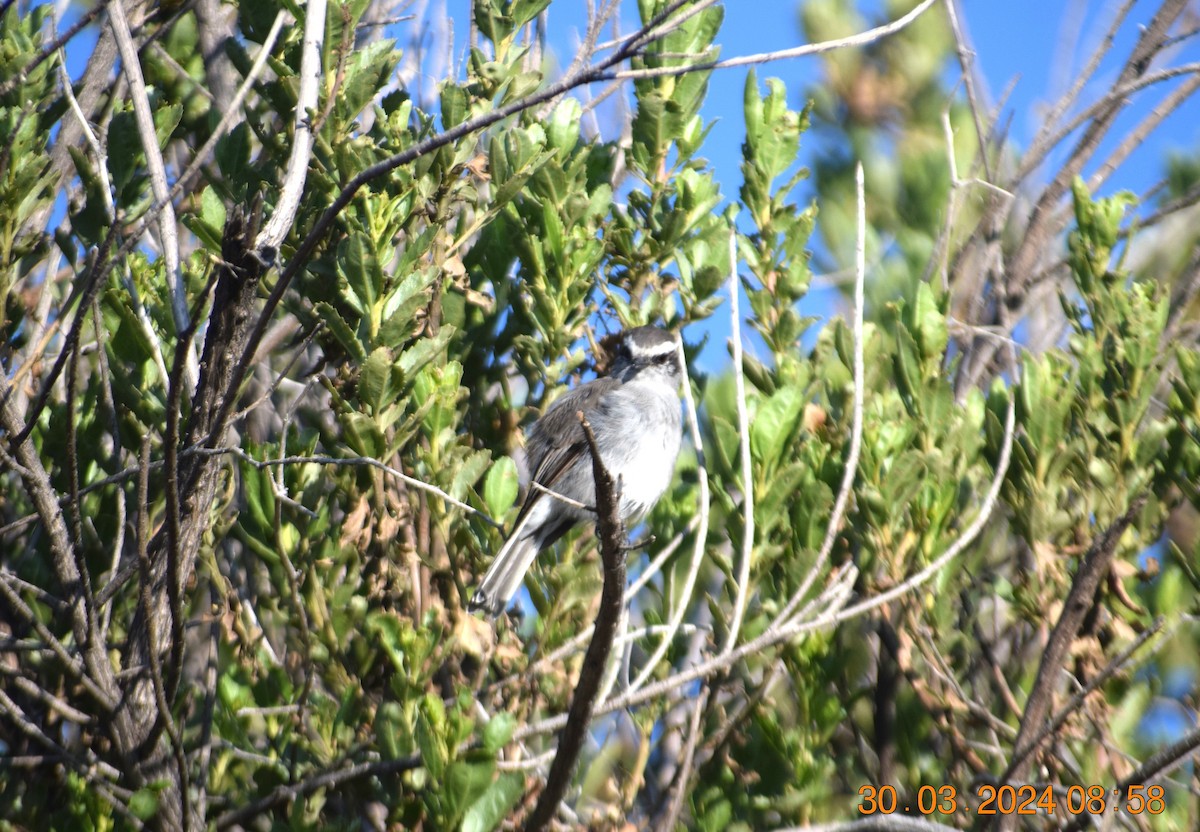White-browed Chat-Tyrant - ML616852890