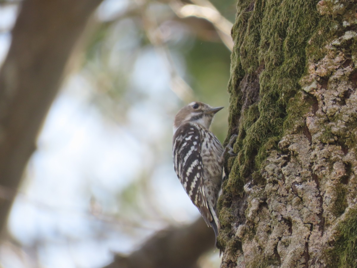 Japanese Pygmy Woodpecker - ML616852948