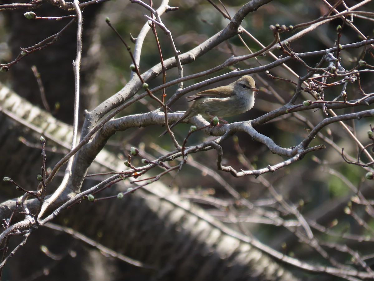 Japanese Bush Warbler - Feilin Gu