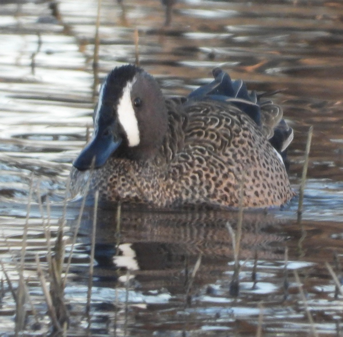 Blue-winged Teal - ML616853094