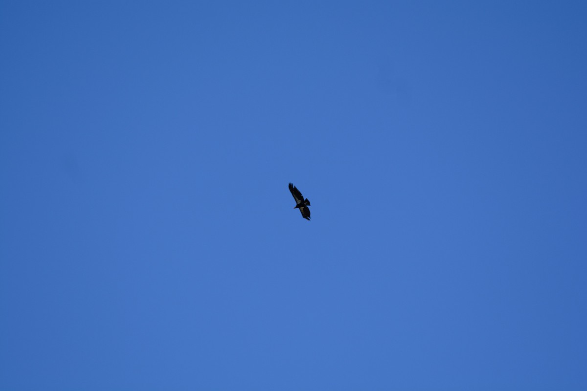California Condor - ML616853263