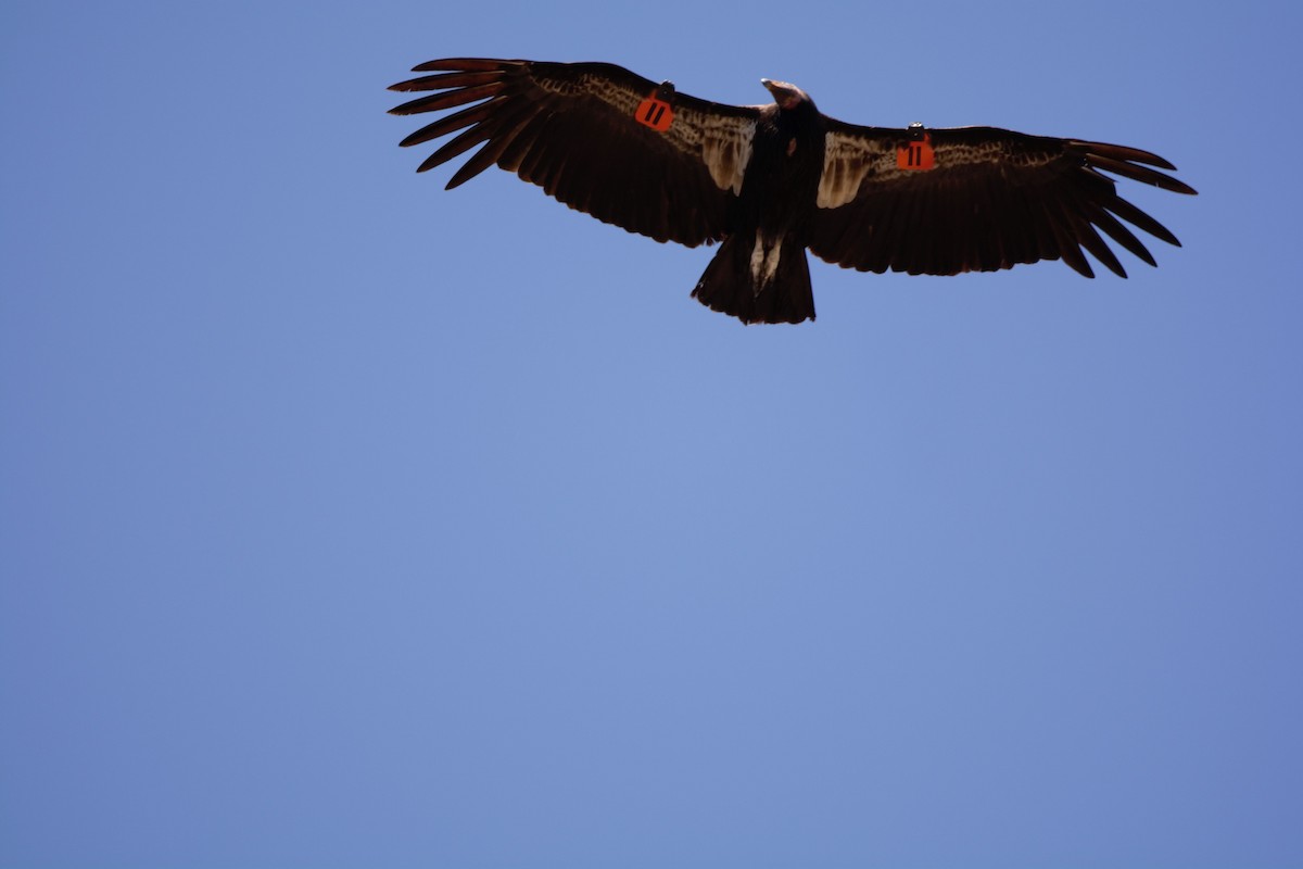 Condor de Californie - ML616853265