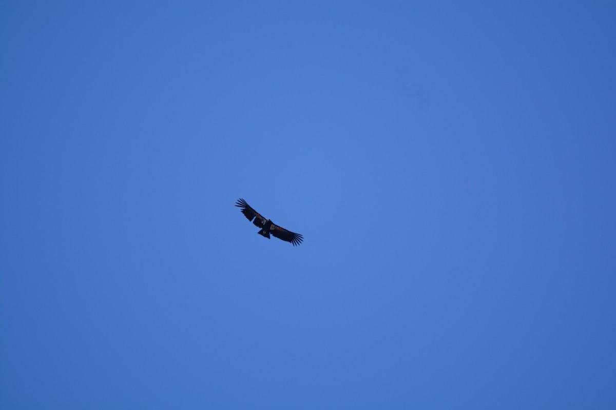 Condor de Californie - ML616853266
