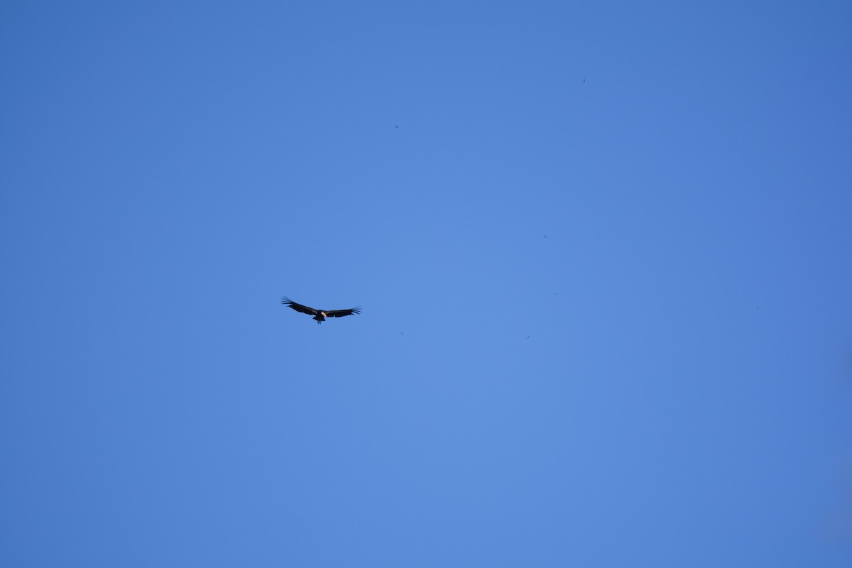 California Condor - ML616853267