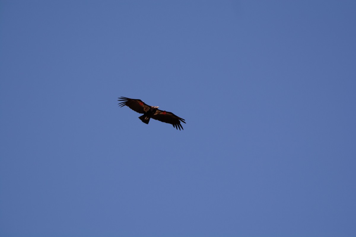 California Condor - ML616853268
