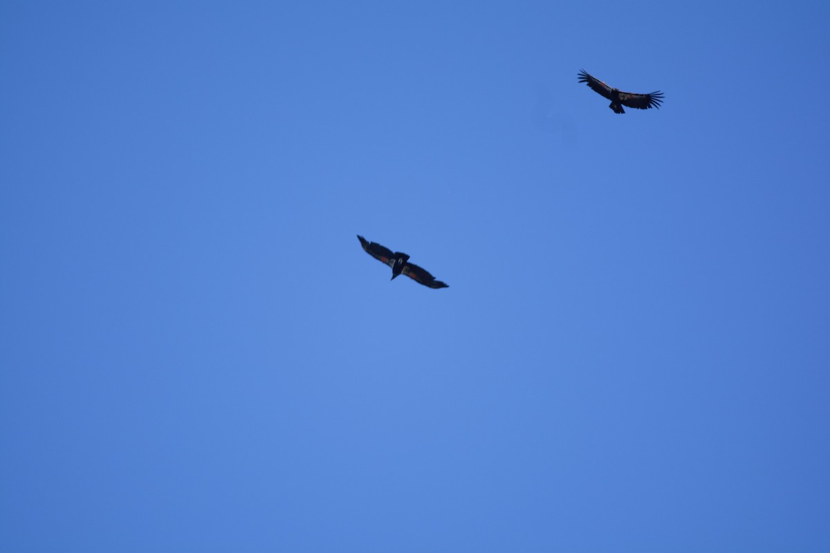 California Condor - ML616853269