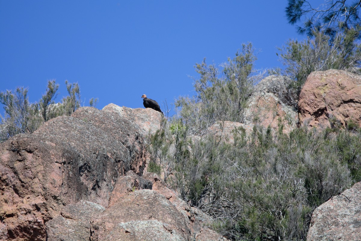 Condor de Californie - ML616853272