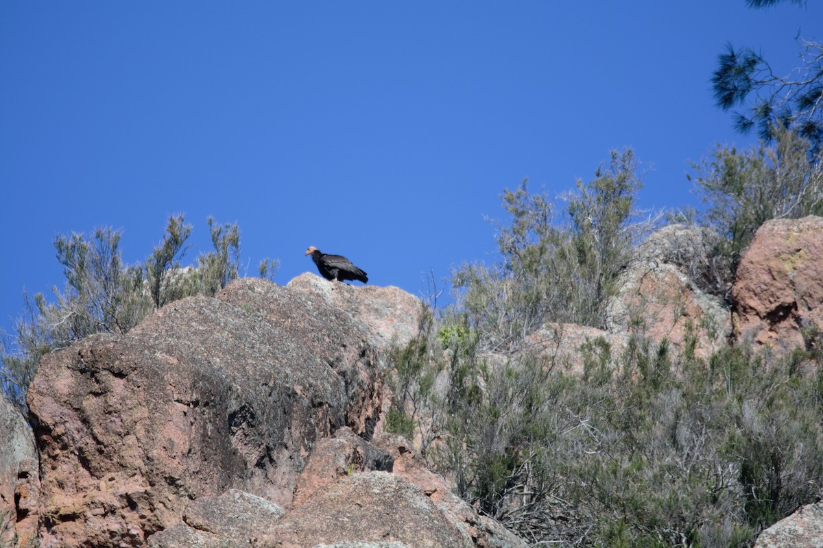 Condor de Californie - ML616853273