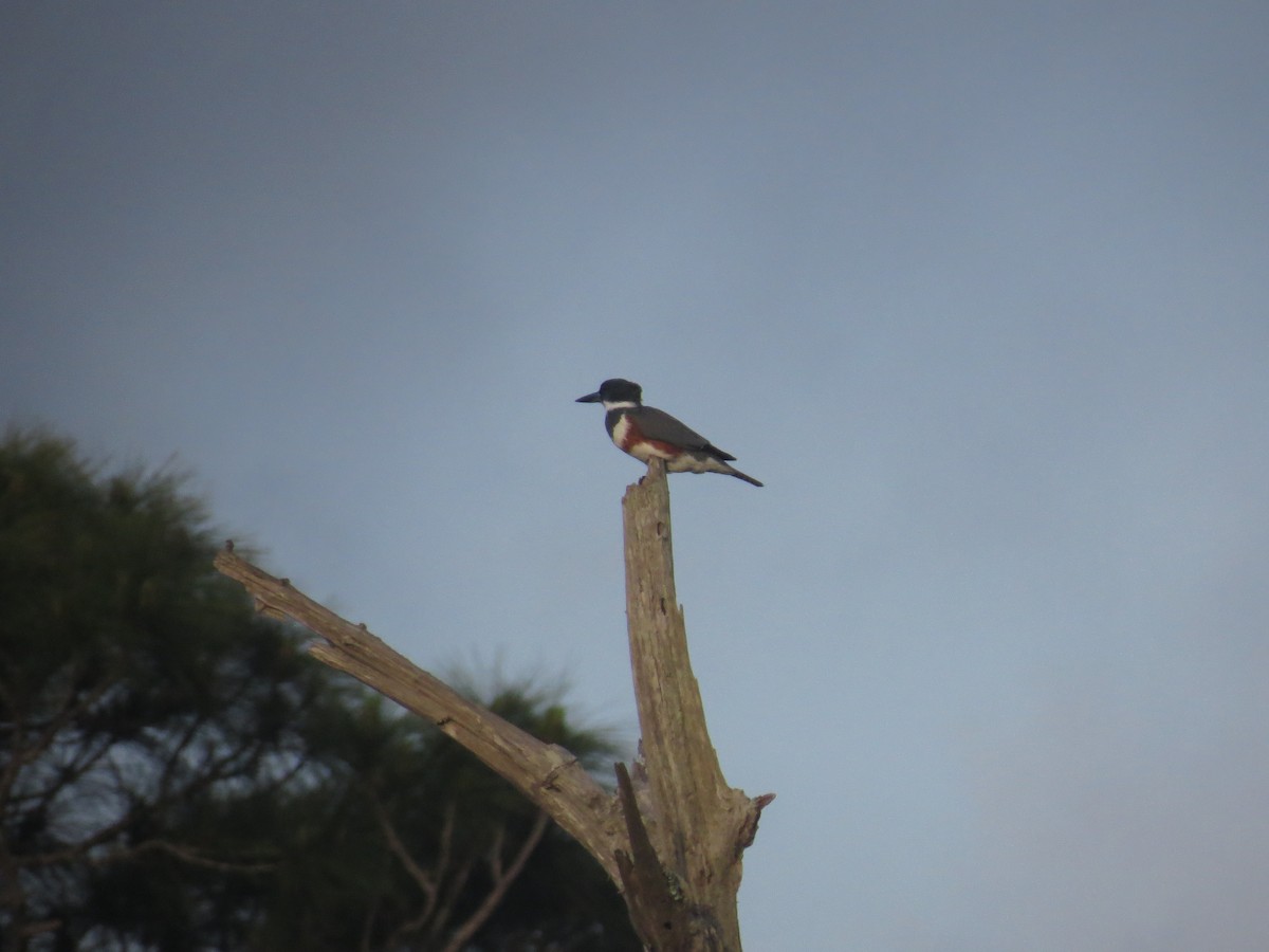 Belted Kingfisher - ML616853297
