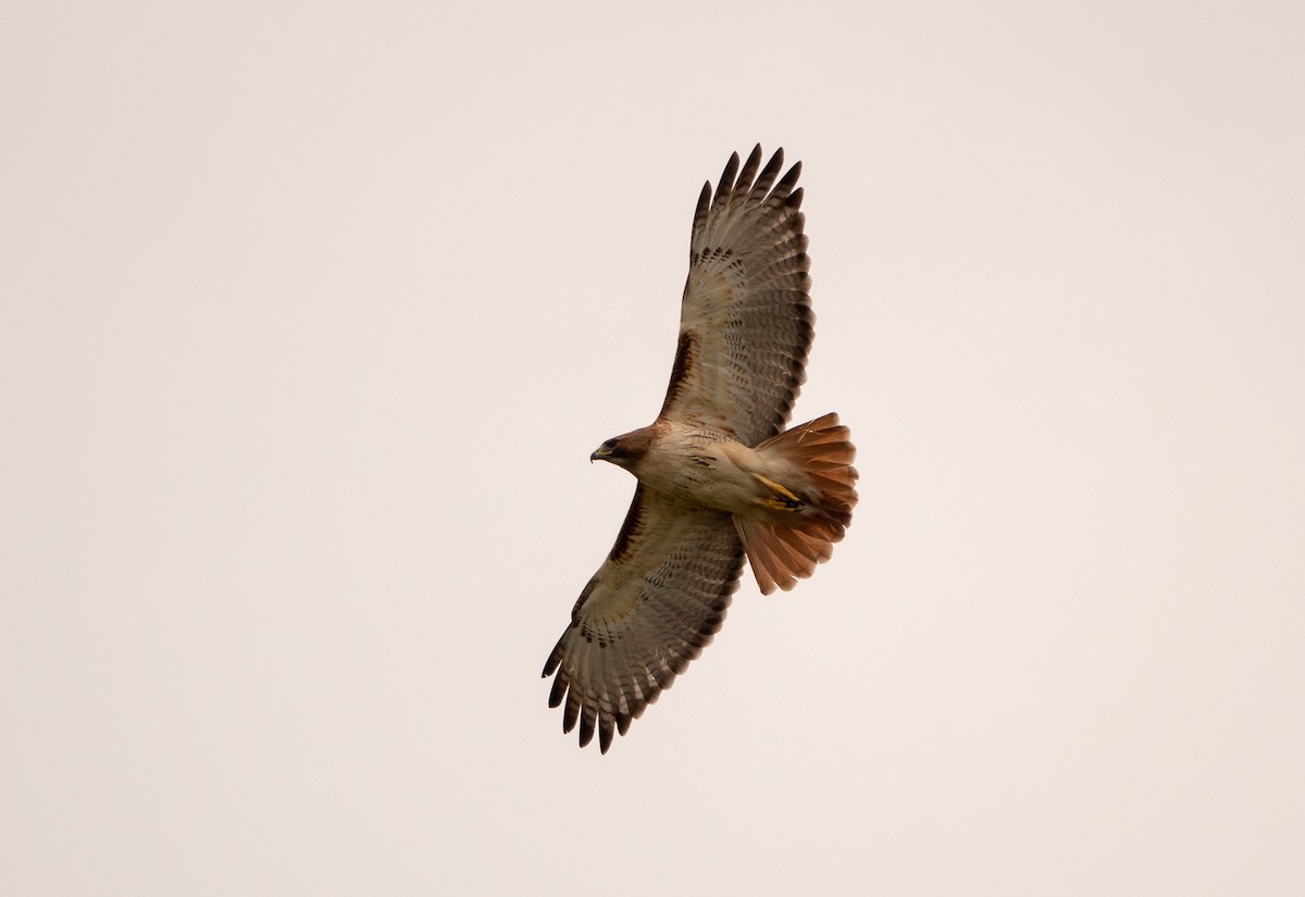 Red-tailed Hawk - ML616853302