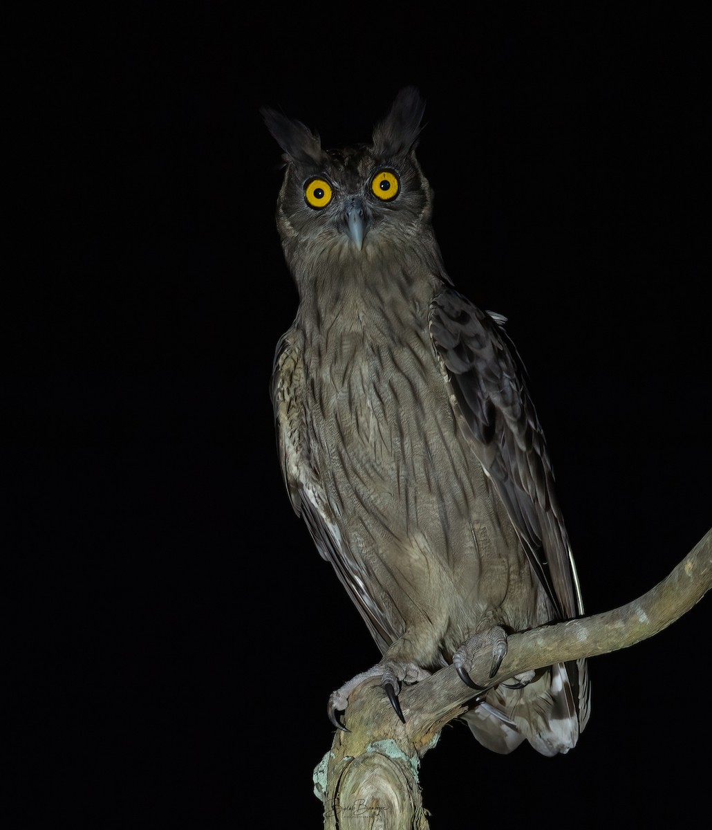Dusky Eagle-Owl - BIPLAB BANERJEE