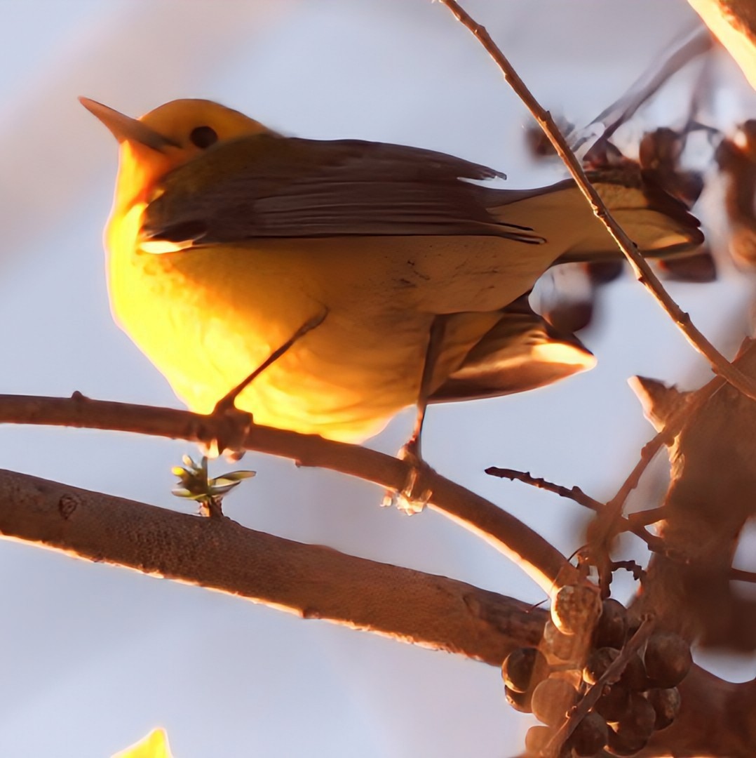 Prothonotary Warbler - ML616853375