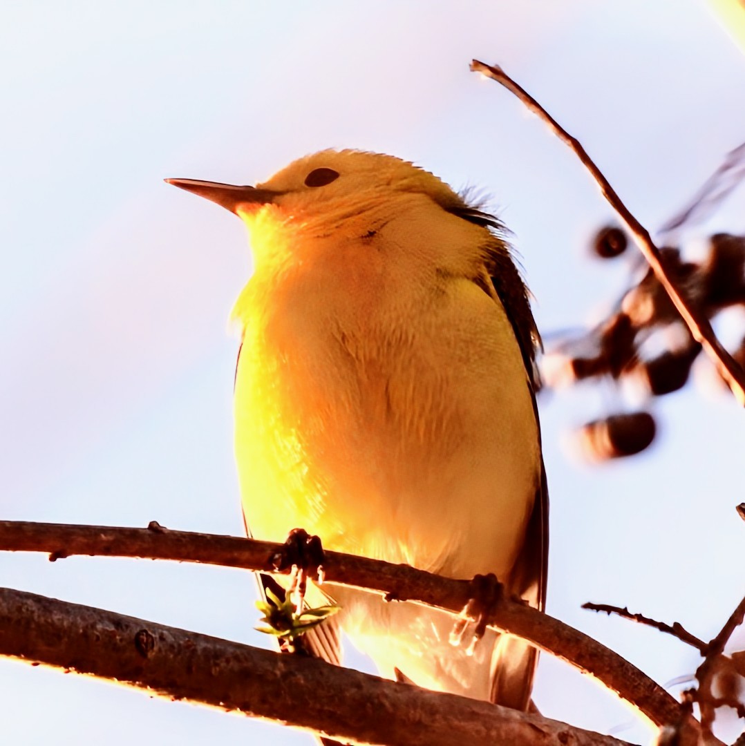 Prothonotary Warbler - ML616853376