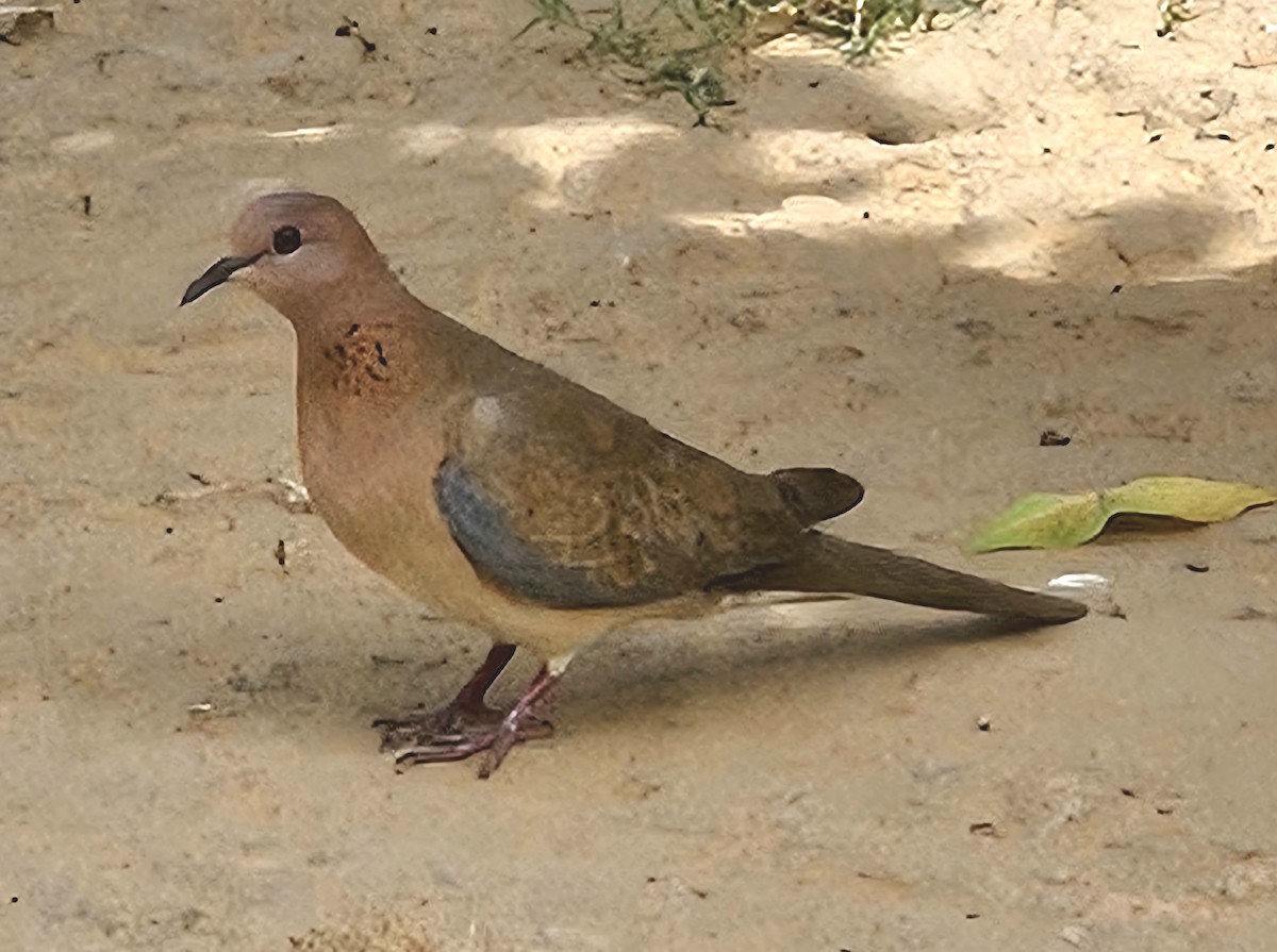 Laughing Dove - ML616853409