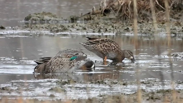 Blue-winged Teal - ML616853419