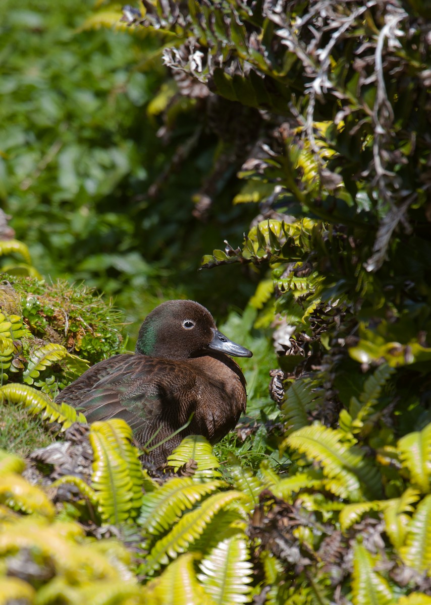 Auckland Islands Teal - michael todd