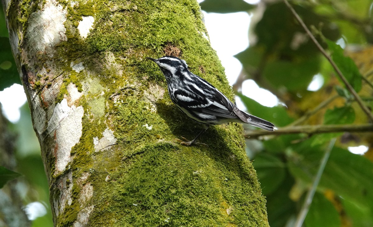 Black-and-white Warbler - ML616853599