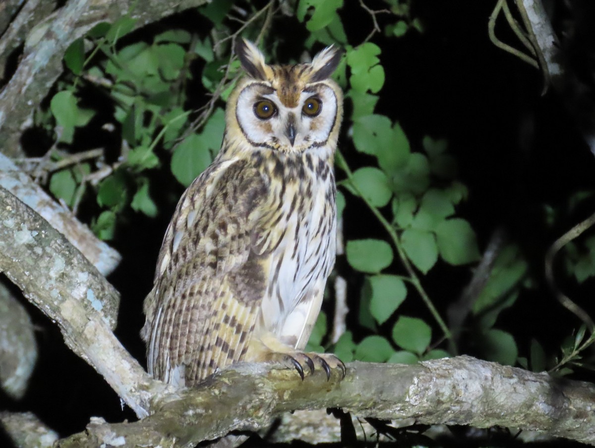 Striped Owl - Duston Larsen