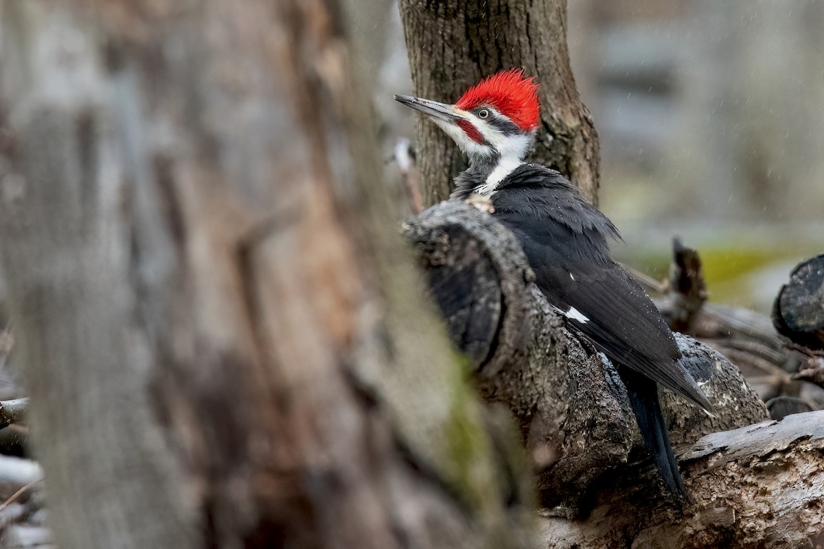 Pileated Woodpecker - ML616853878