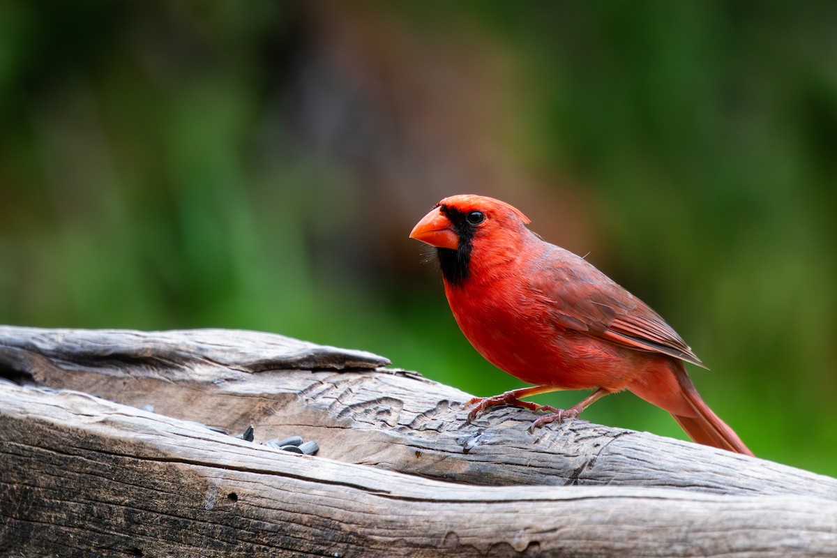 Northern Cardinal (Common) - ML616853968