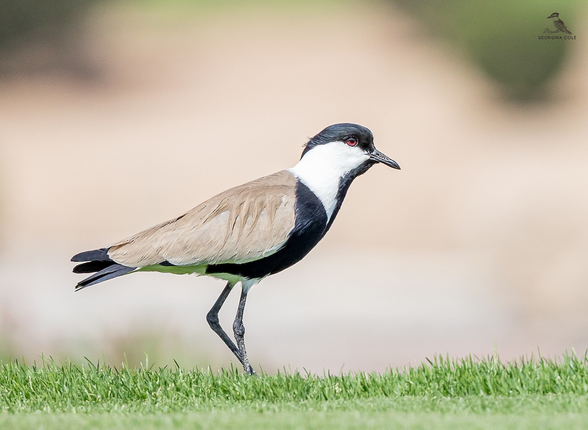 Spur-winged Lapwing - ML616853993