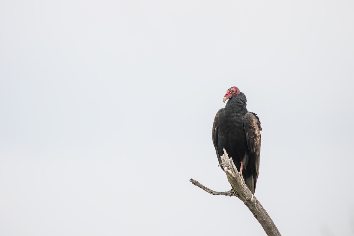 Turkey Vulture - ML616853994
