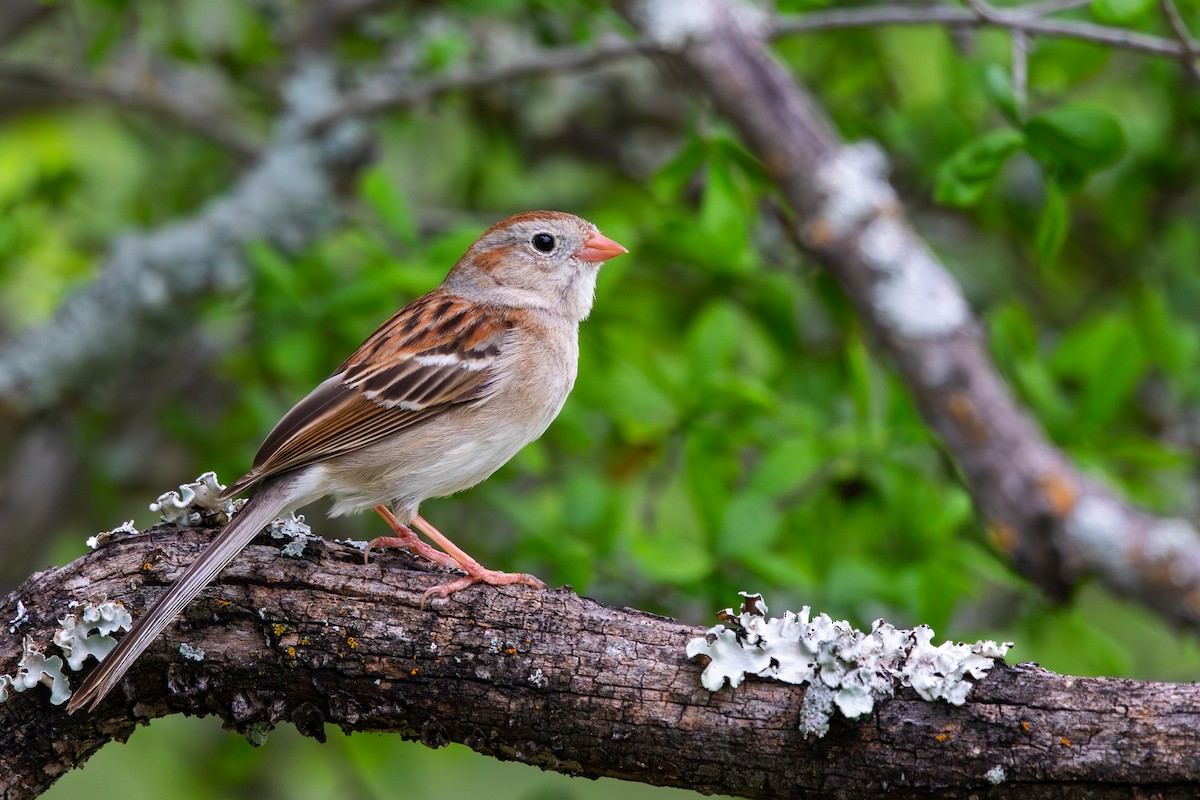 Field Sparrow - ML616854006