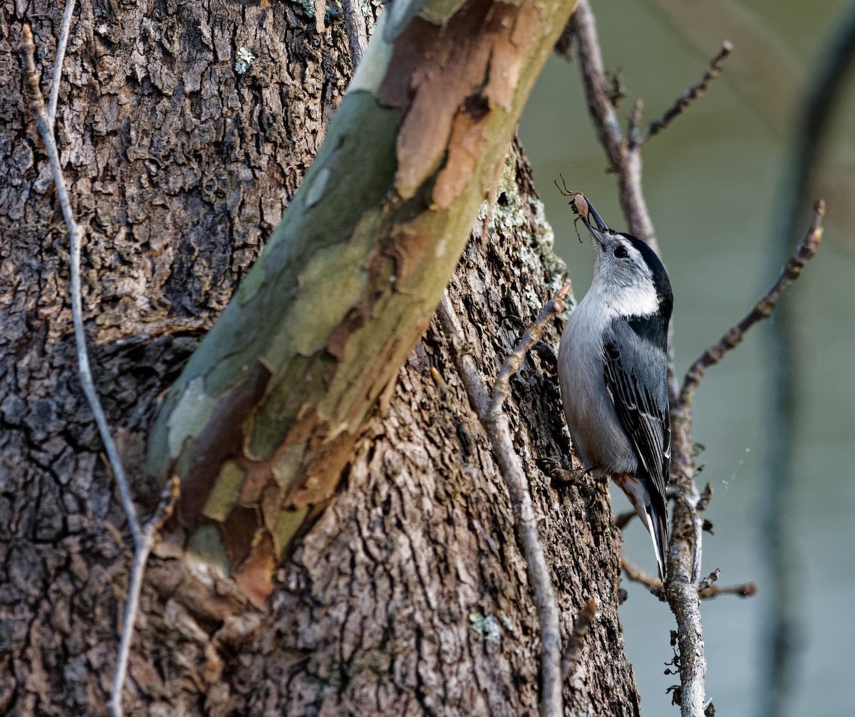 White-breasted Nuthatch - ML616854083