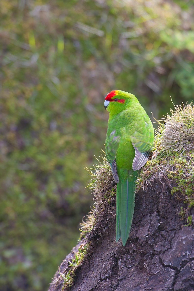 Red-crowned Parakeet - ML616854287