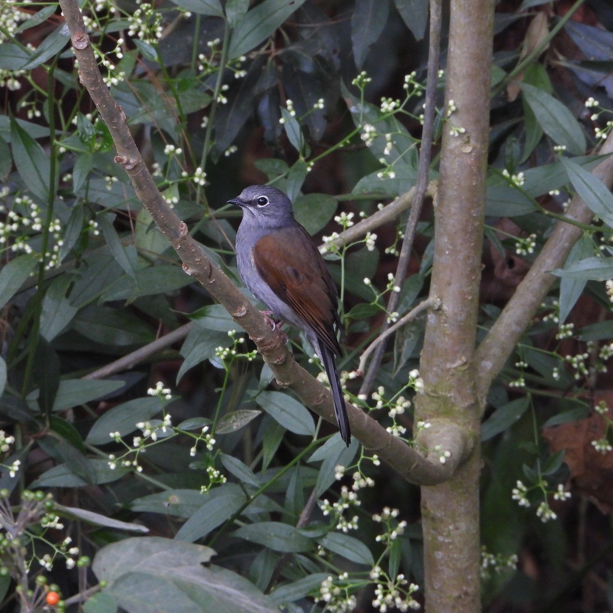 Brown-backed Solitaire - ML616854367