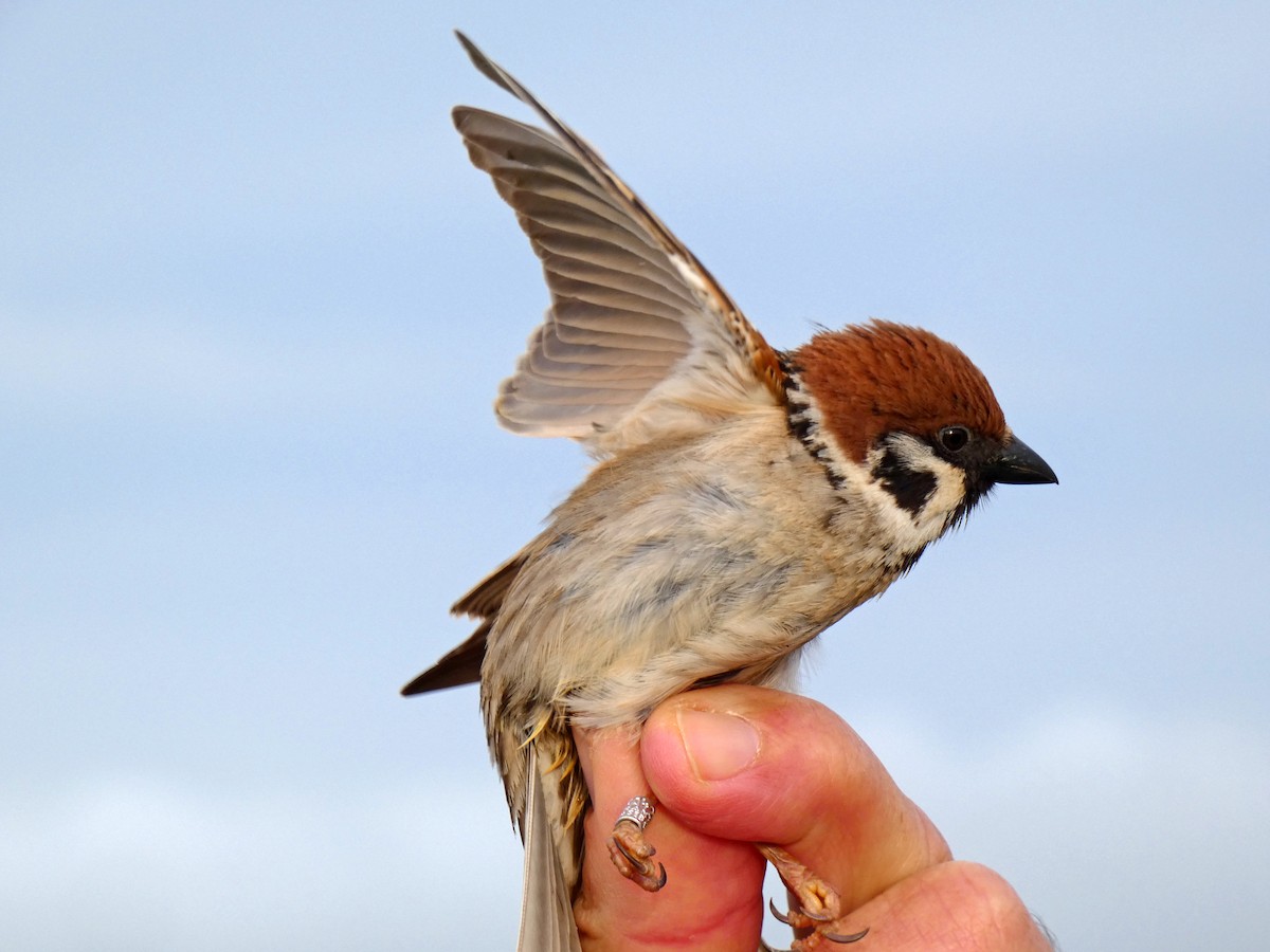 Eurasian Tree Sparrow - ML616854399