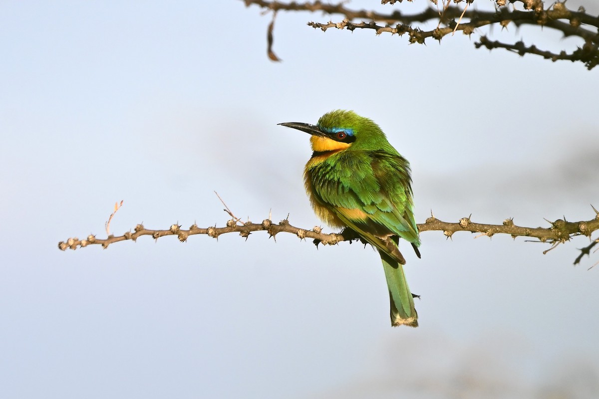 Little Bee-eater - ML616854408