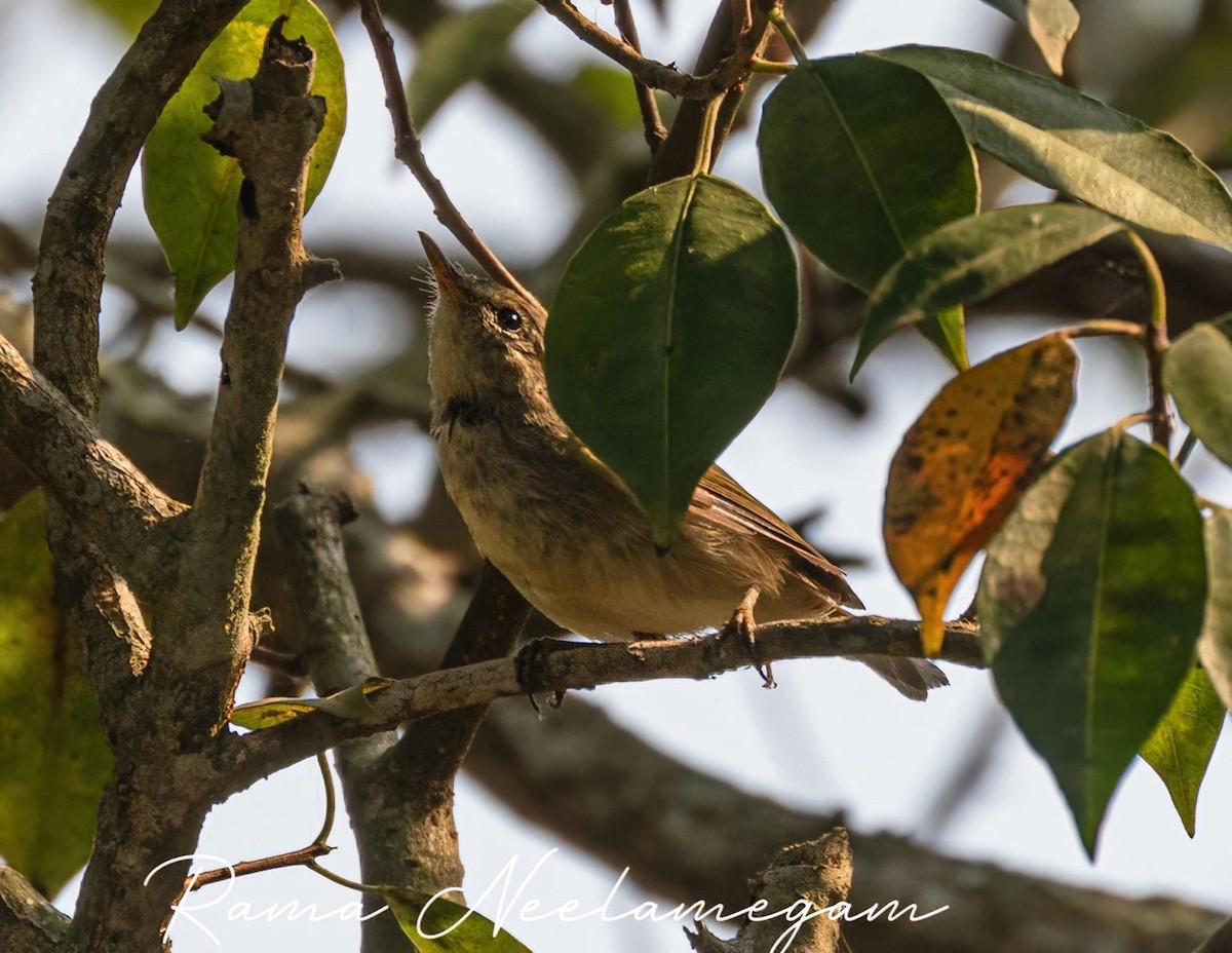 Greenish Warbler - Rama Neelamegam