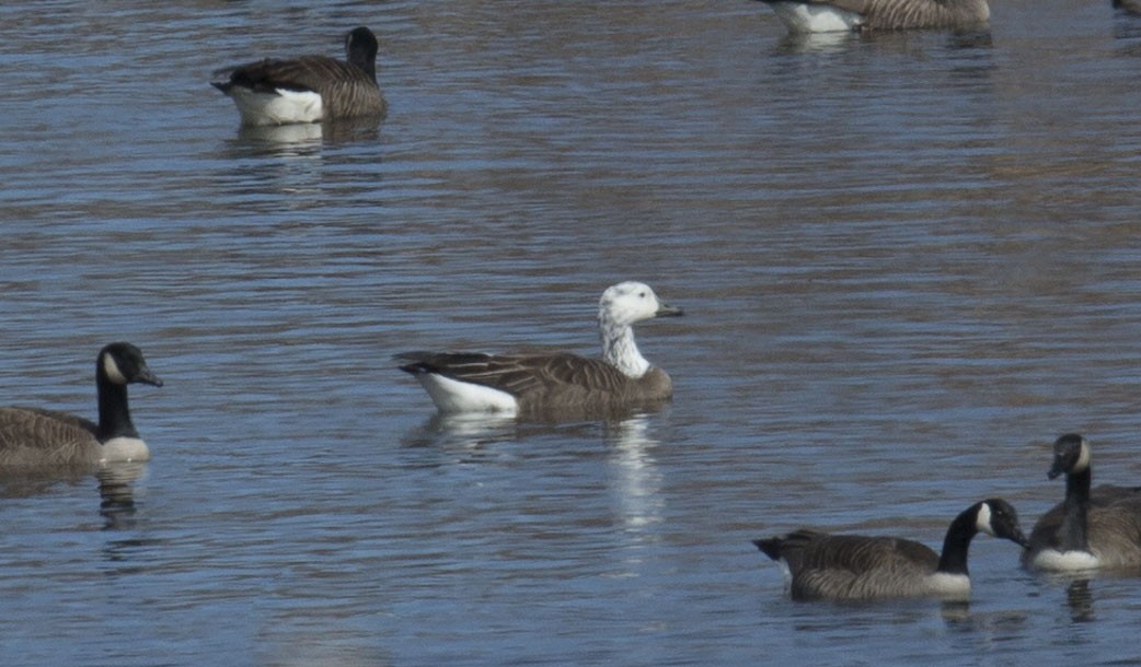 Snow x Canada Goose (hybrid) - ML616854571
