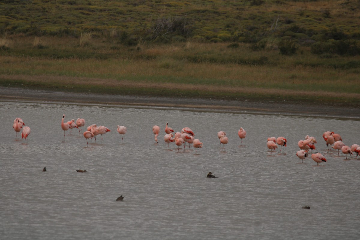 Chilean Flamingo - Armando Aranela