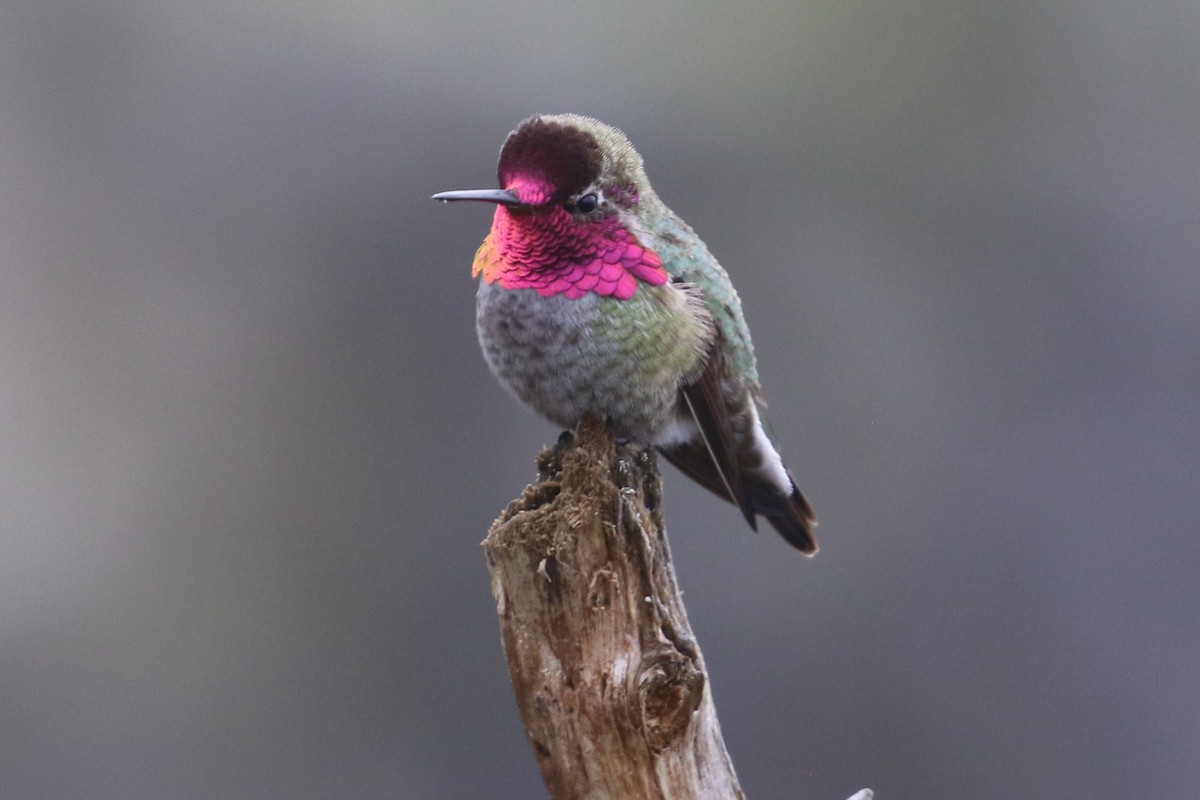Anna's Hummingbird - ML616854795