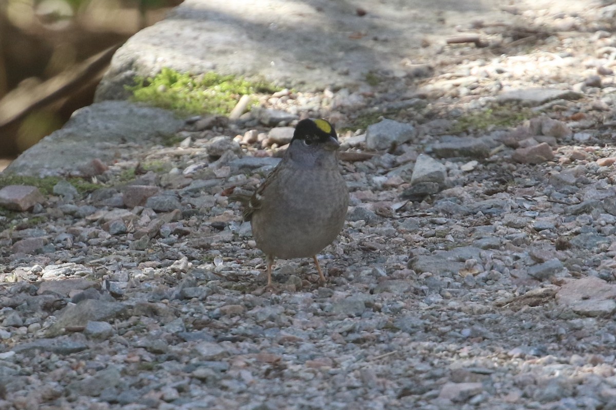 Golden-crowned Sparrow - Curtis Dowhaniuk