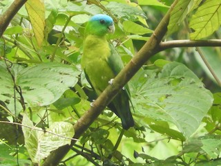  - Blue-crowned Racquet-tail