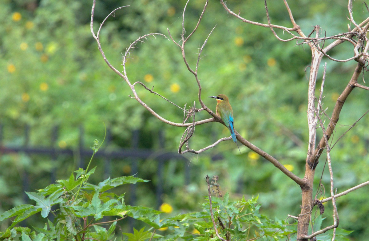 Blue-tailed Bee-eater - ML616854954
