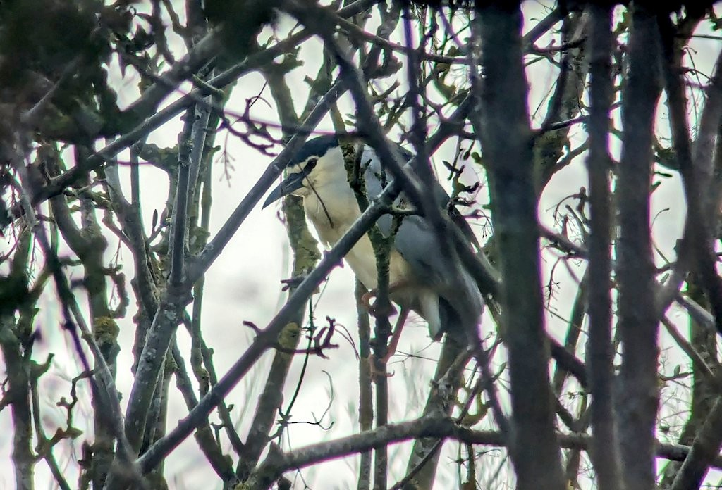 Black-crowned Night Heron - ML616855031