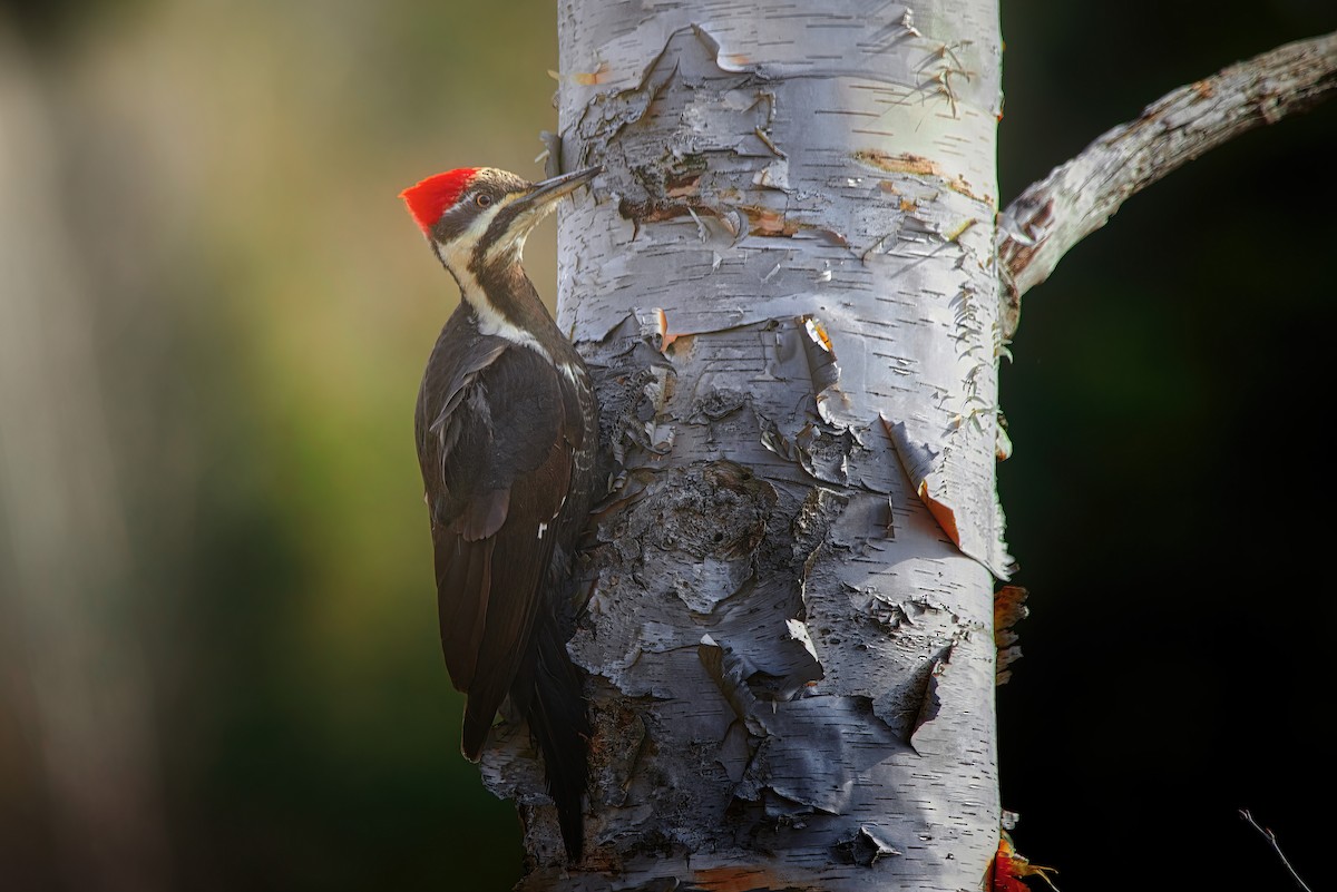 Pileated Woodpecker - ML616855040