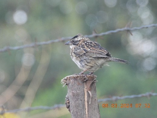 Rufous-collared Sparrow - ML616855054
