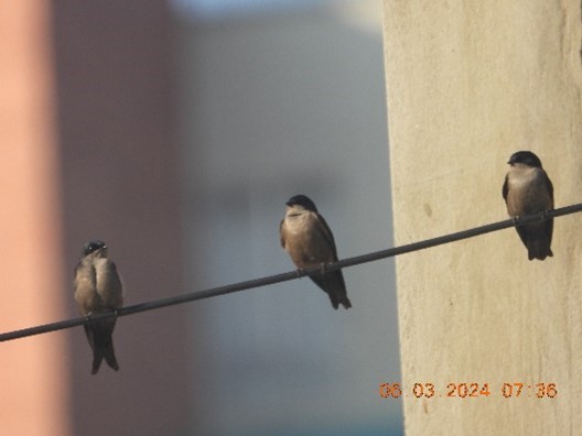 Brown-bellied Swallow - ML616855058